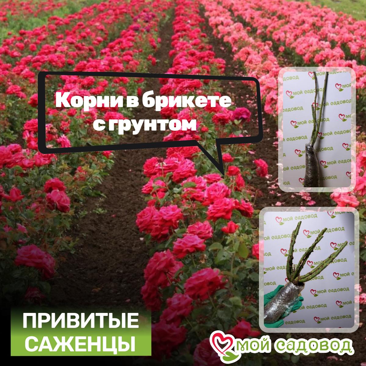 Роза Свитнес