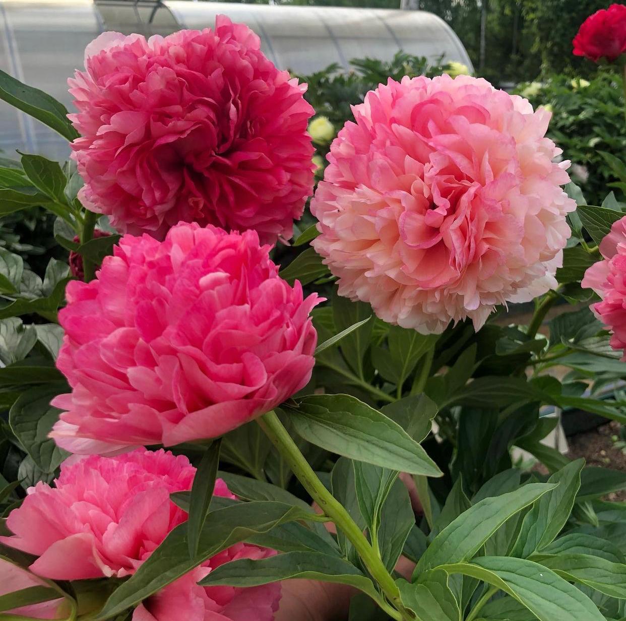 Пион Салмон Глори